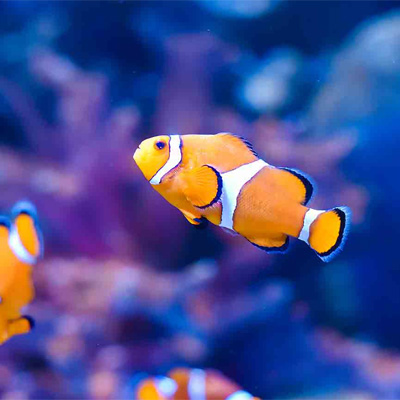 Fish Super Pack Sale at SaltwaterFish.com – Perfect for Your Aquarium Setup! Image