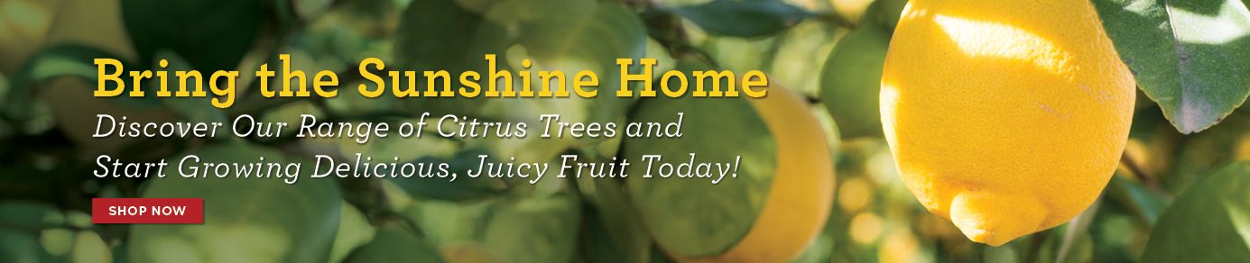 Shop Hale Groves Fresh Fruit Gifts with Exclusive Hale Groves Promo Code & Discounts image